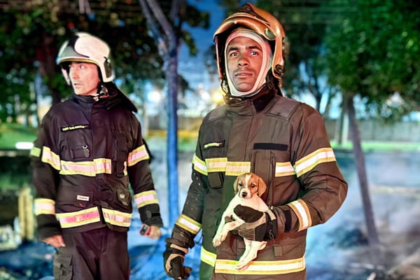 imagem colorida filhote resgatado em incêndio goiania