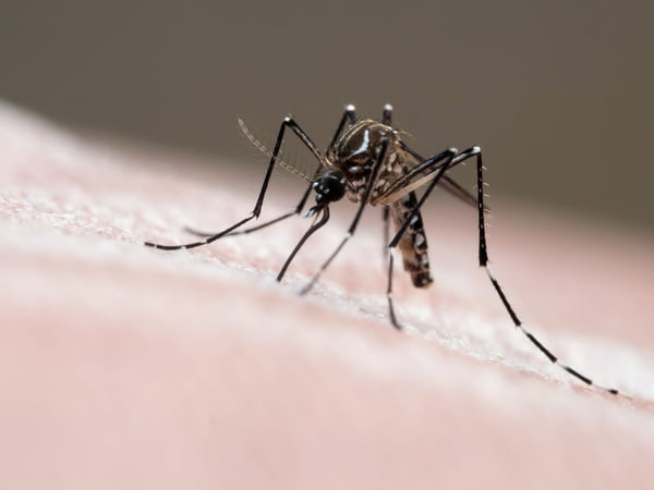 Imagem colorida de mosquisto dengue - Metrópoles