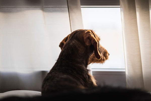 cachorro marrom olhando pela janela