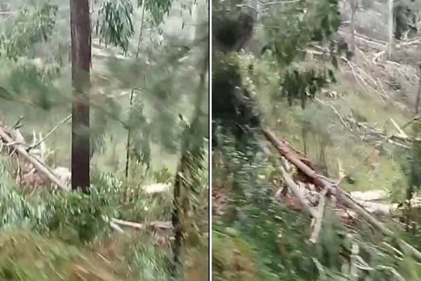 Tornado causa danos e arranca árvores em município/Metrópoles