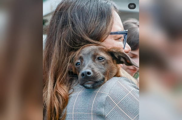 imagem colorida janja adota cachorrinha em canoas