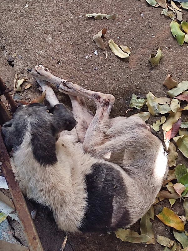 foto colorida de um dos cães largados sem comida e água, além de doentes, por tutora em Presidente Prudente (SP) - Metrópoles