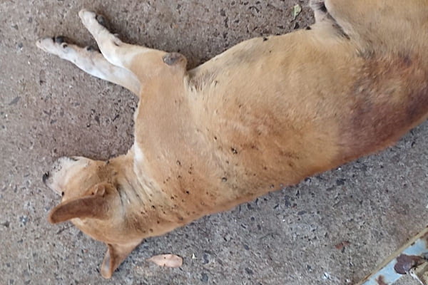 foto colorida de um dos cães largados sem comida e água, além de doentes, por tutora em Presidente Prudente (SP) - Metrópoles