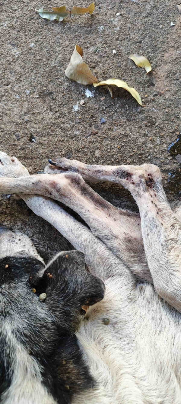 foto colorida de um dos cães largados sem comida e água, além de doentes, por tutora em Presidente Prudente (SP) - Metrópoles