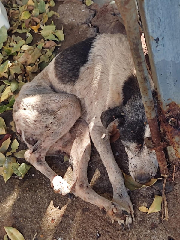 foto colorida de um dos cães largados sem comida e água, além de doentes, por tutora em Presidente Prudente (SP) - Metrópoles