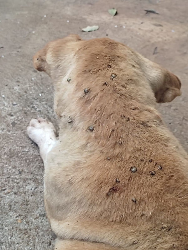 foto colorida de um dos cães largados sem comida e água, além de doentes, por tutora em Presidente Prudente (SP) - Metrópoles