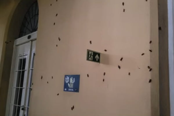Moradores de Porto Alegre enfrentam infetação de baratas - Metrópoles