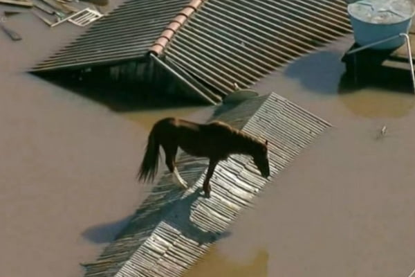 Canoas (RS): Exército vai ajudar a resgatar cavalo ilhado em telhado