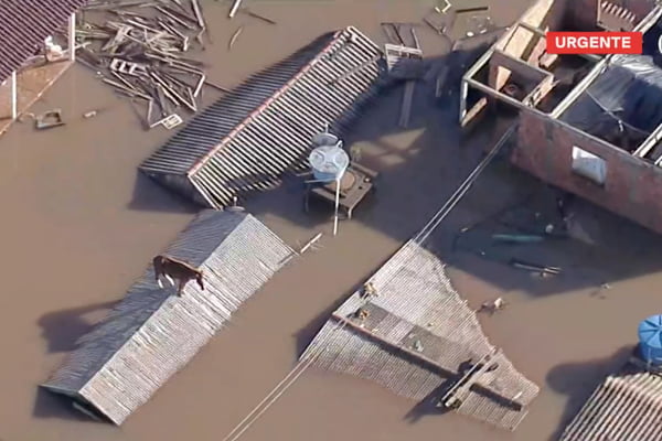 Foto colorida de égua resgatada no Rio Grande do Sul