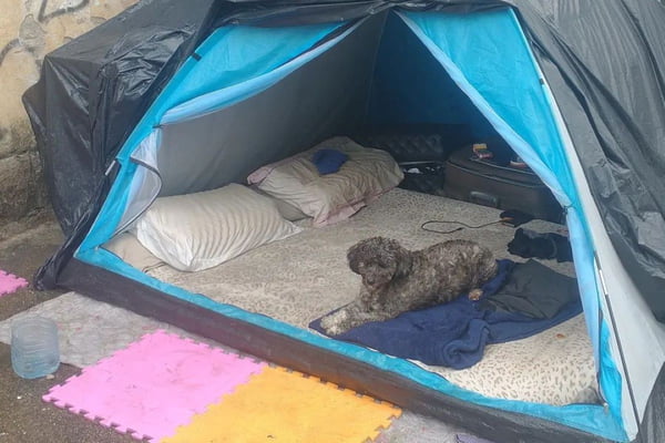 barraca com cachorra sentada