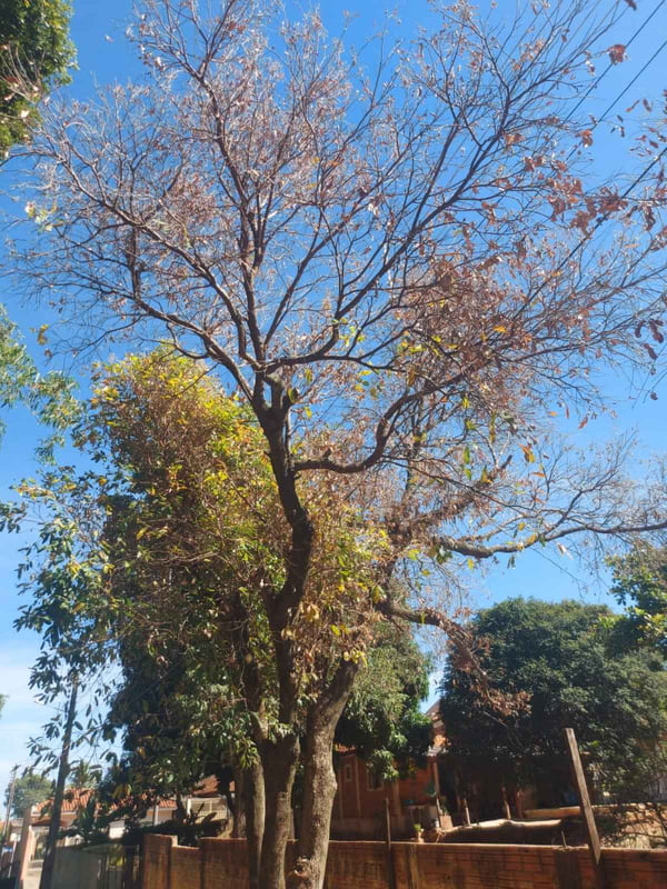 foto colorida de árvore envenenada na cidade de Regente Feijó (SP) - Metrópoles