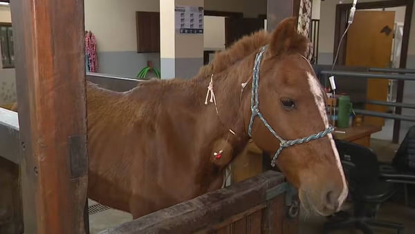imagem colorida cavalo caramelo recuperacao rs