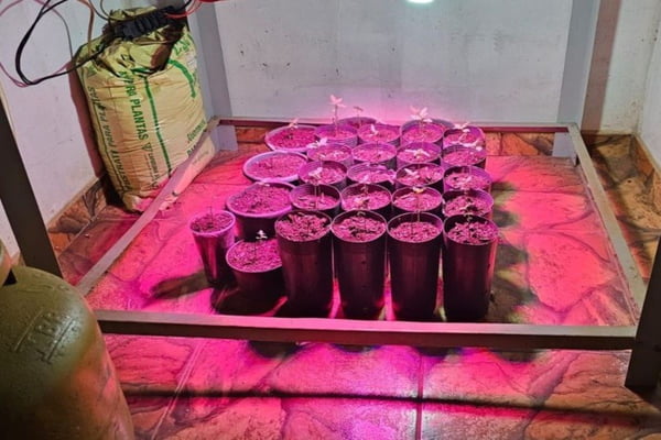 Imagem colorida mostra mudas de maconha apreendidas em casa em Cosm&oacute;polis, interior de S&atilde;o Paulo - Metr&oacute;poles