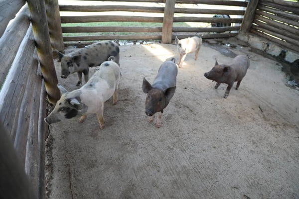 porcos em fazenda