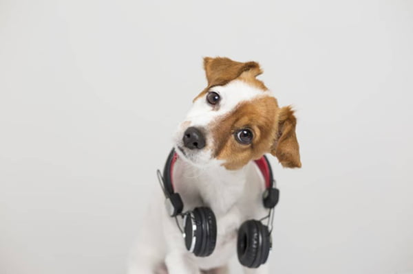 portrait of a cute small dog sitting on white floor and using a headset. He is looking at the camera. Pets indoors, home or studio. lifestyle. Dj concept