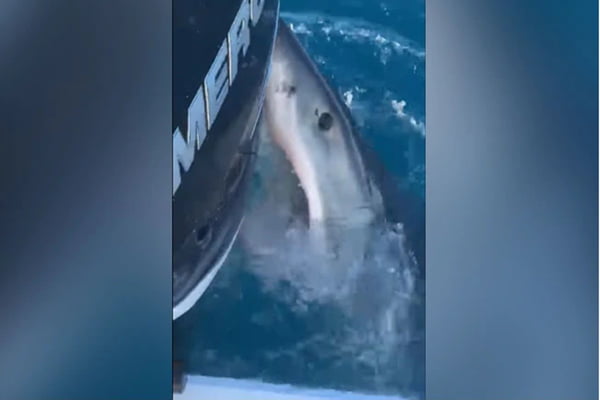 Tubarão branco curioso morde barco de pescadores na Flórida. Veja vídeo