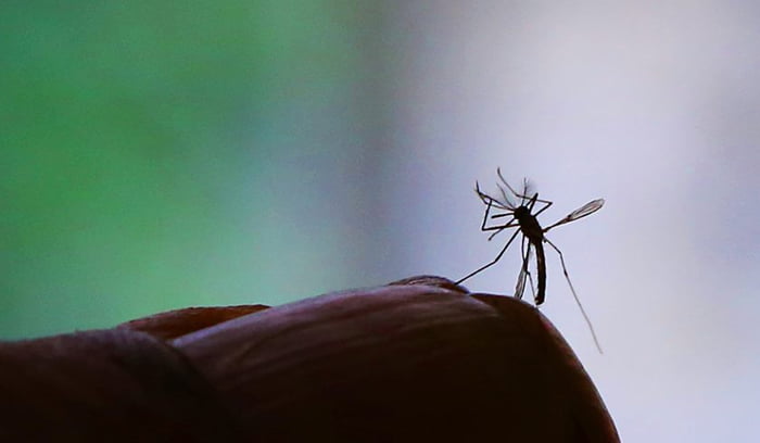 Foto mostra mosquito da dengue em contra luz
