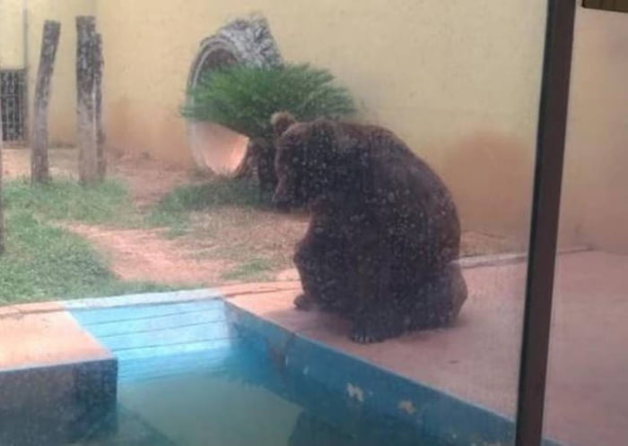 Urso-pardo Robinho, que é alvo de disputa judicial em Goiânia