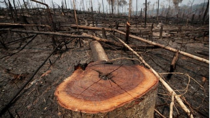 Março de 2021 bate recorde em alertas de desmatamento na Amazônia