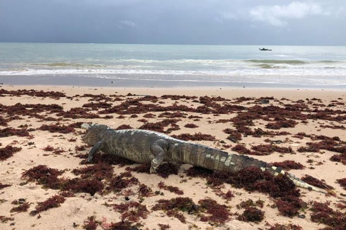 Jacaré de quase 2 metros é encontrado morto em praia de João Pessoa