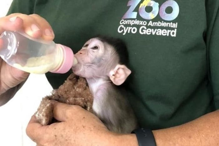 Rejeitado, bebê macaco que nasceu em zoo de SC ganha lar temporário