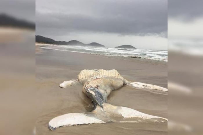 SC baleia-jubarte com mais de nove metros é encontrada morta em praia