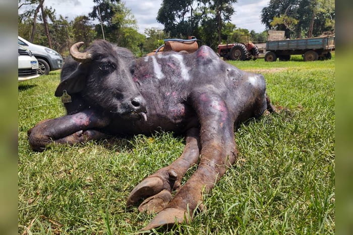 mais de mil búfalos foram abandonados para morrer em fazenda de brotas, são paulo