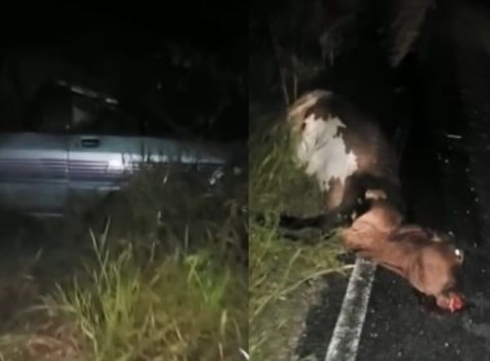 acidente com vaca na Bahia