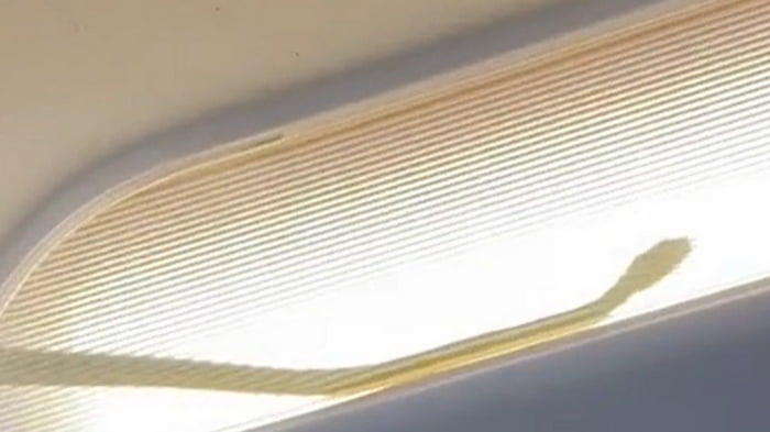 Vídeo: cobra é encontrada em avião e piloto faz pouso de emergência