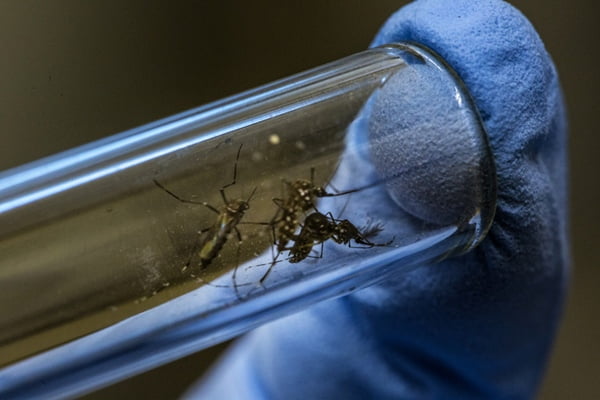 Mosquitos Aedes aegypti dentro de um tubo transparente - Metrópoles