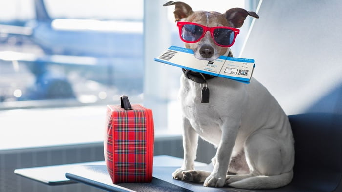 Cachorro com cartão de embarque de voo na boca ao lado de uma mala pequena