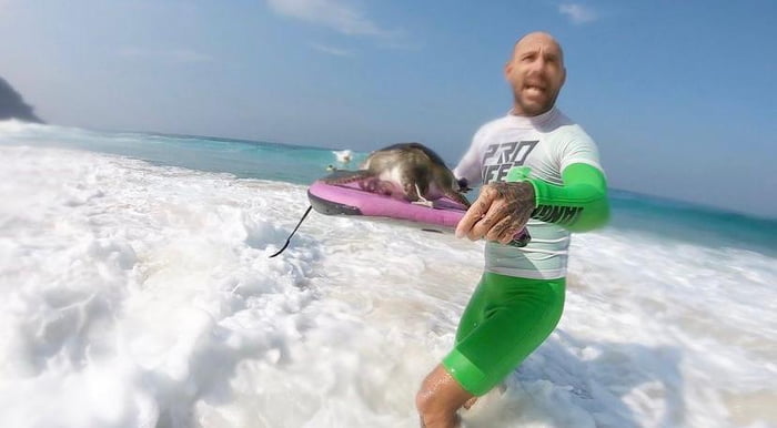 Tartaruga é resgatada por surfistas na praia de São Conrado no Rio 2