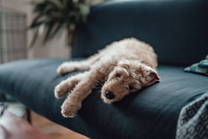 Cachorro peludo de médio porte deitado sob sofá azul escuro com cara de cansaço - Metrópoles