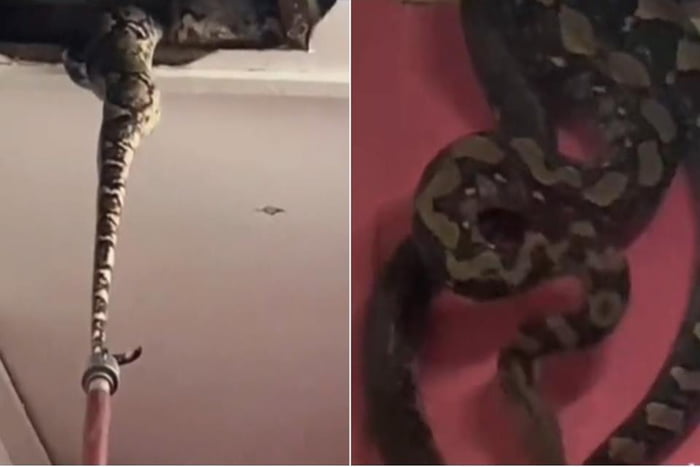 Foto colorida de cobras sendo resgatadas na Malásia - Metrópoles