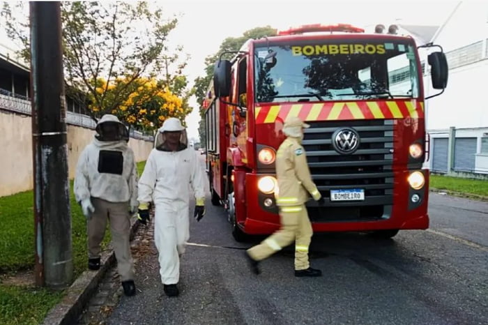 Imagem colorida: bombeiros atendem chamado com abelhas - Metrópoles