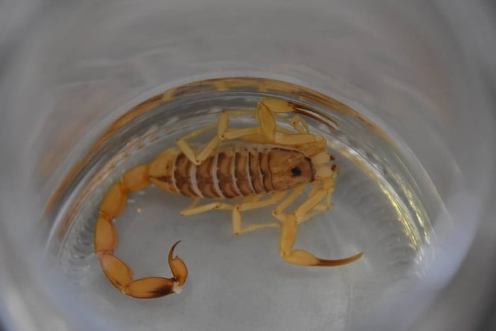 Imagem mostra escorpião amarelo em recipiente