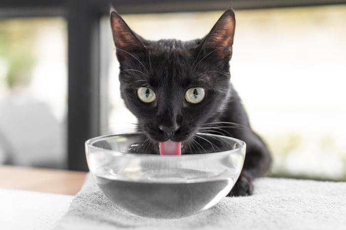 Na foto, gato de pelagem preta bebendo água - Metrópoles
