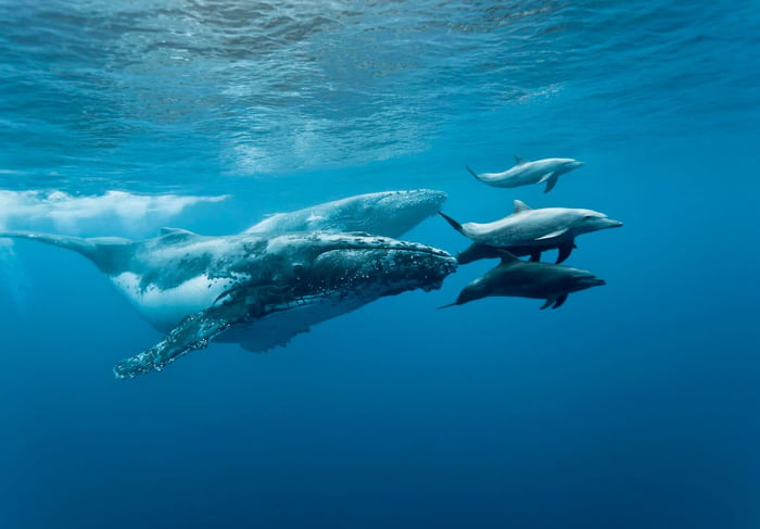 Imagem colorida de golfinhos e baleias no mar - Metrópoles
