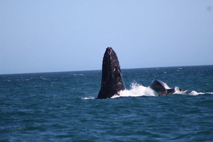 Imagem colorida de mar azul com a uma baleia aparecendo na superfície