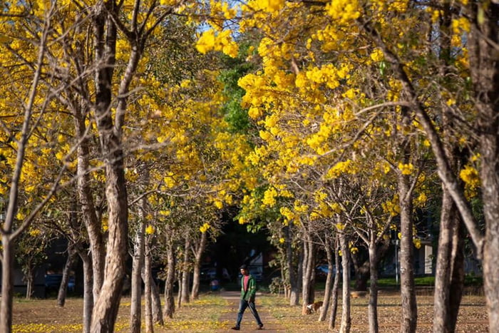 Imagem colorida mostra árvore de ipê amarelo