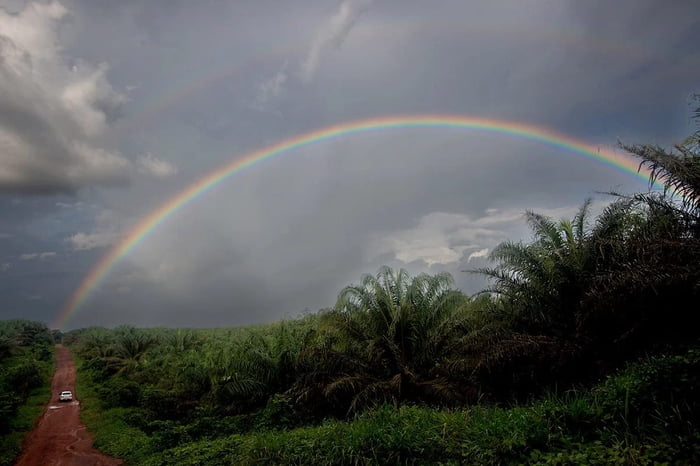 imagem de arco-iris em cima de plantação de dendê no sul do pará