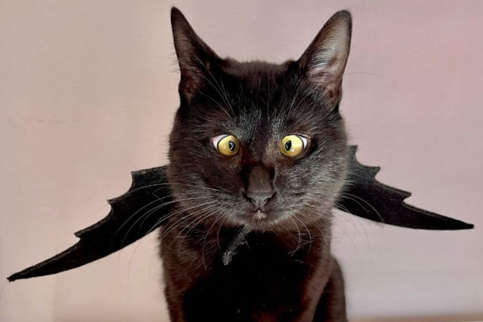 Foto colorida de um gato com pelagem preta - Metrópoles