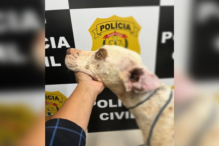 Cão é encontrado desnutrido e com carrapatos em São Sebastião