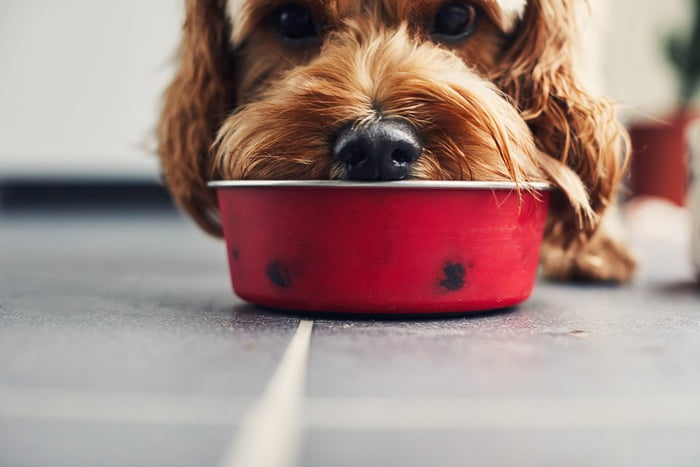 Imagem colorida de cachorro se alimentando com ração, em um potinho vermelho - Metrópoles