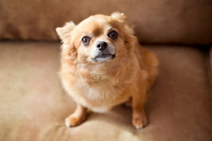cachorro Chihuahua caramelo