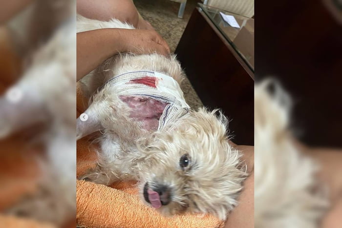 Cadela ferida com curativo na barriga - Metrópoles