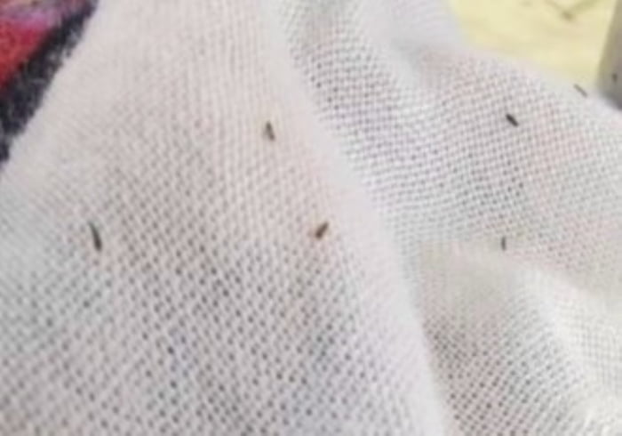 foto colorida de pequenos insetos escuros sobre um tecido branco; picadas desses insetos estaria provocando coceira intensa em moradores da Baixada Santista; Vigilância Epidemiológica investiga o caso - Metrópoles