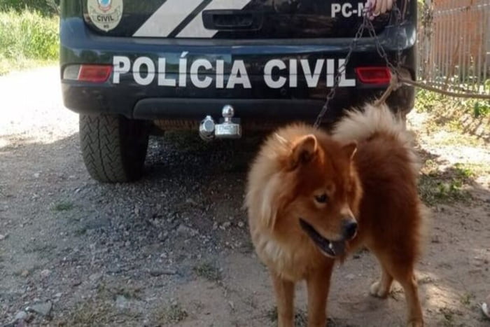 Cão resgatado na frente da viatura da Polícia Civil - Metrópoles