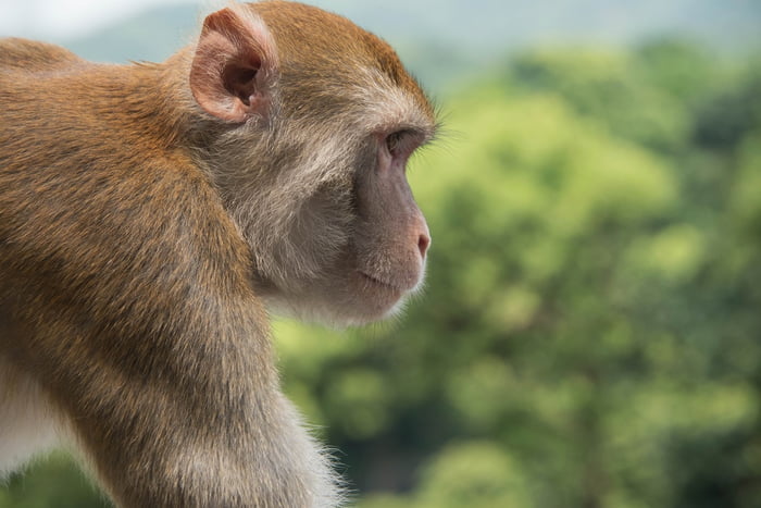 Fotografia mostra o perfil de um macaco marrom claro, e árvores de fundo - Metrópoles