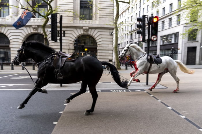 Dois cavalos soltos pelas ruas de Londres, perto de Aldwych